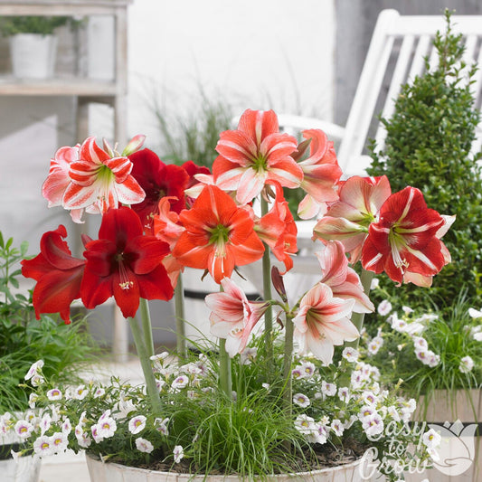 mix of hippeastrum amaryllis blooms