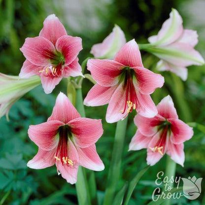 white and pink blooms of amaryllis misty