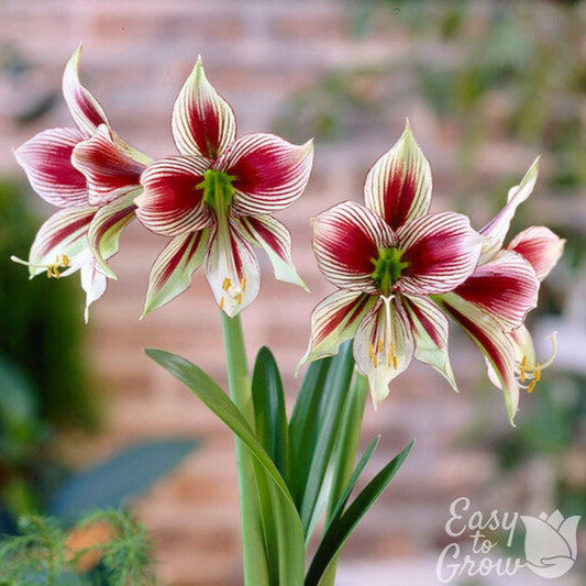 striking maroon striped flowers of amaryllis papillio butterfly