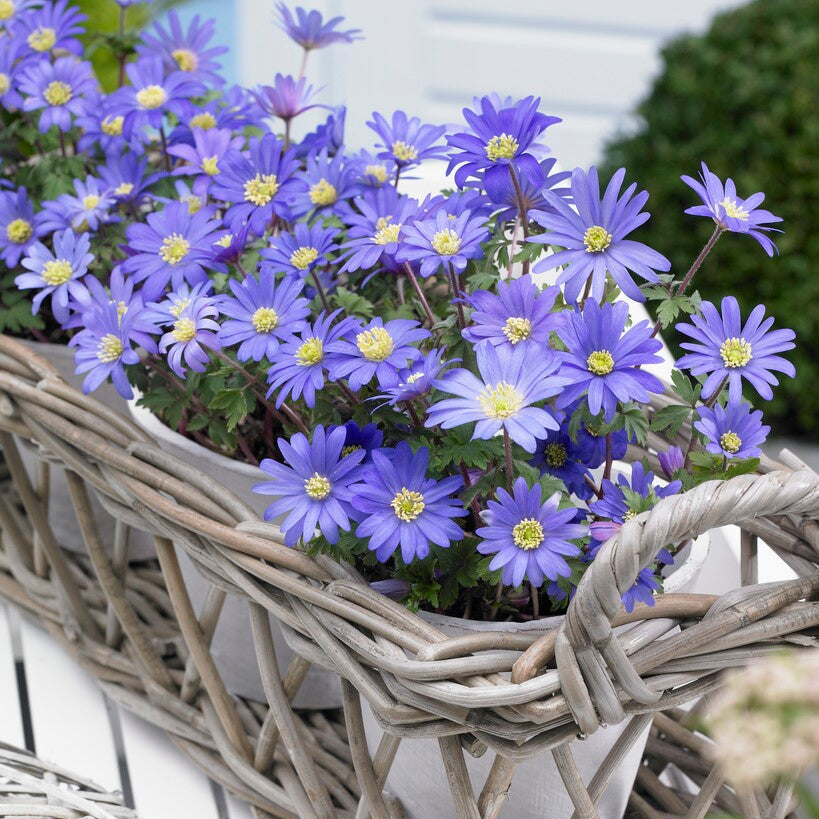 Anemone Blanda Blue Flowers in Spring Container