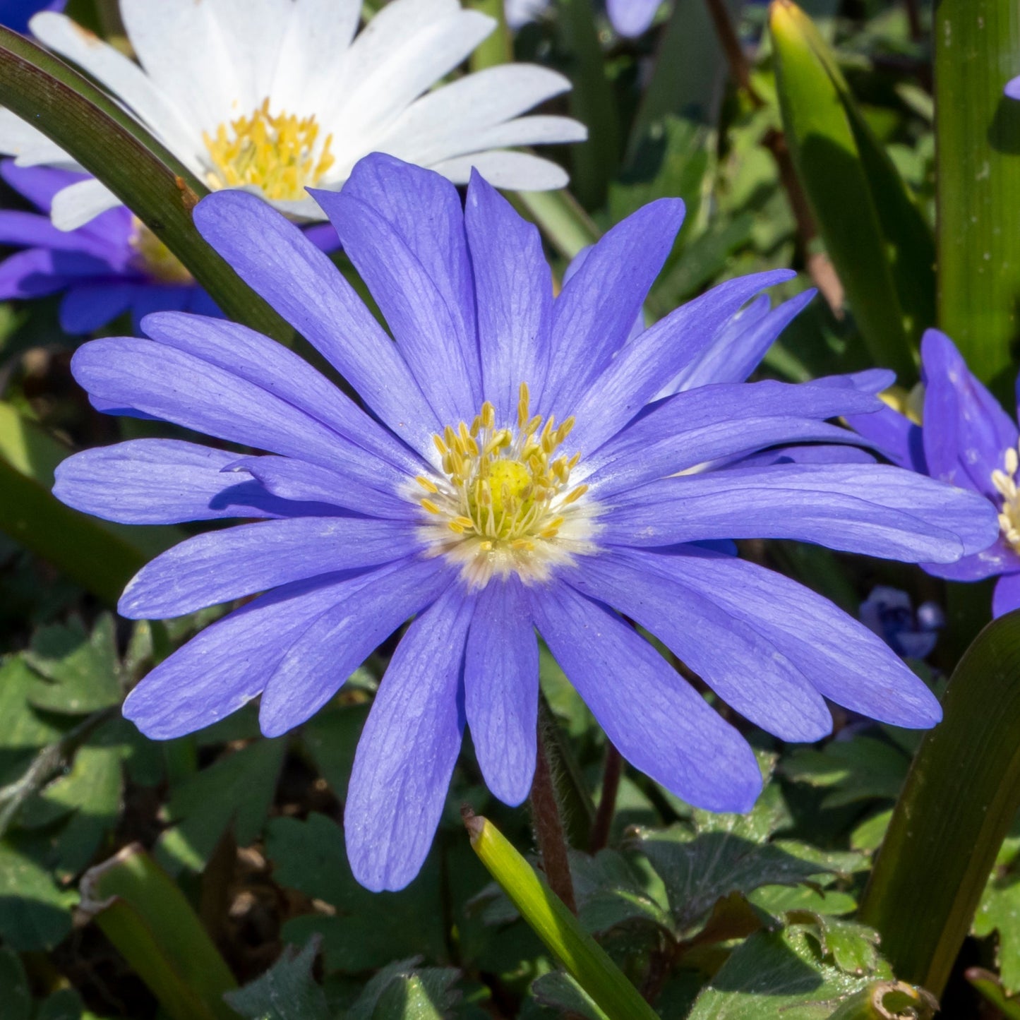 Anemone Blanda Blue Flower Closeup in Garden