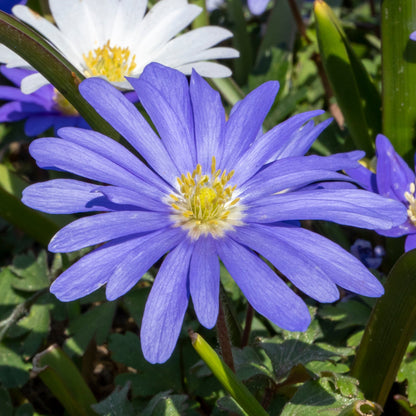 Anemone Blanda Blue Flower Closeup in Garden