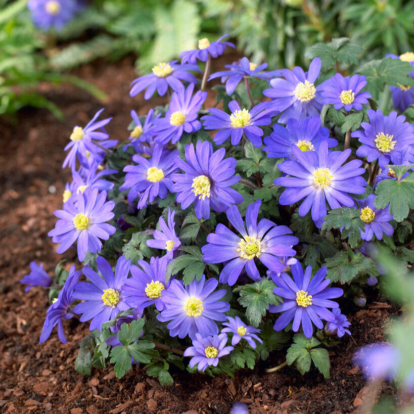 Blue Anemones Blooming in Garden