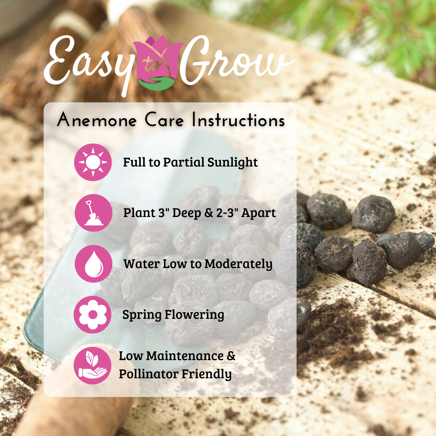 How to Grow Anemone Blanda Flowers