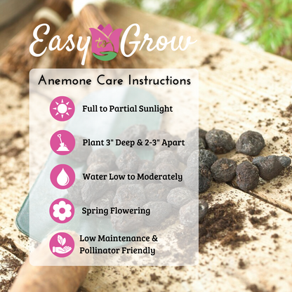 How to Plant Anemone Blanda Bulbs