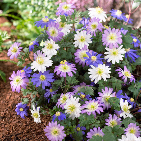 Mixed Blanda Anemones in Garden