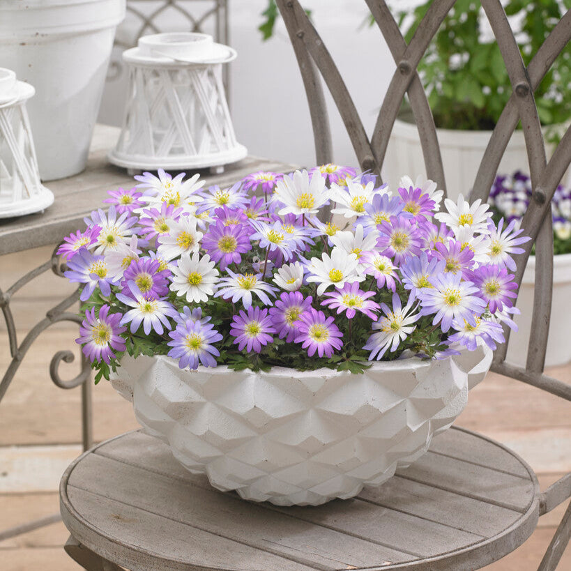 Anemone Blanda Flowers in Spring Container