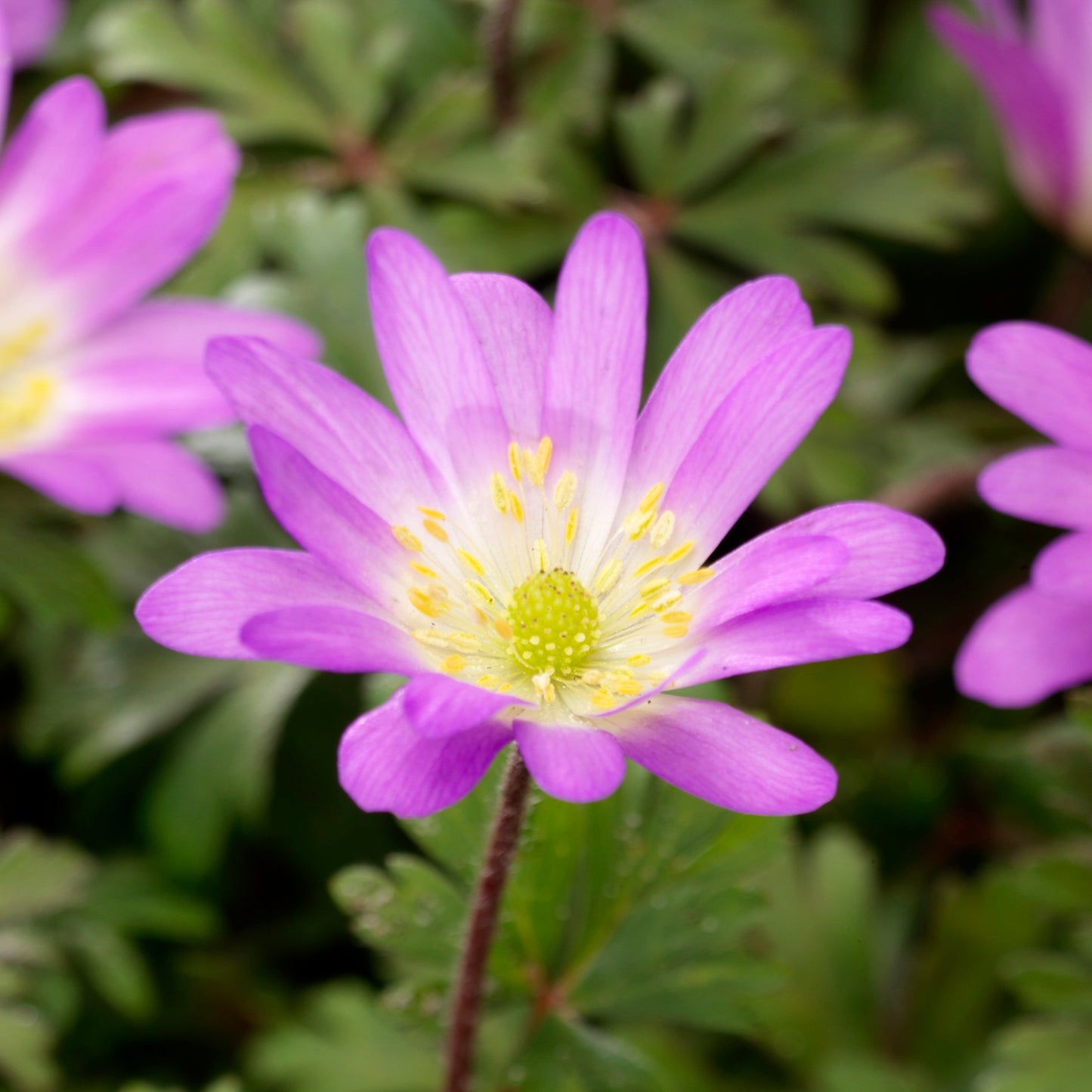 Pink Anemone Blanda Flower Closeup