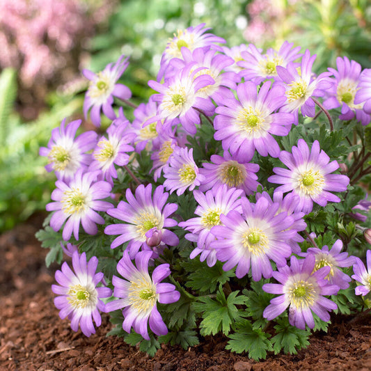 Anemone Blanda Pink Flowering in Garden