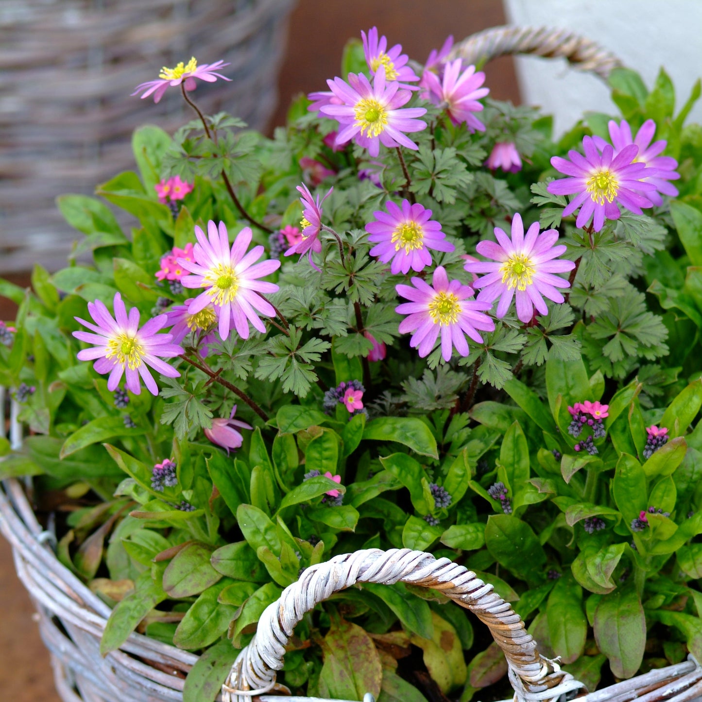 Pin Anemone Blanda in Spring Flower Pot