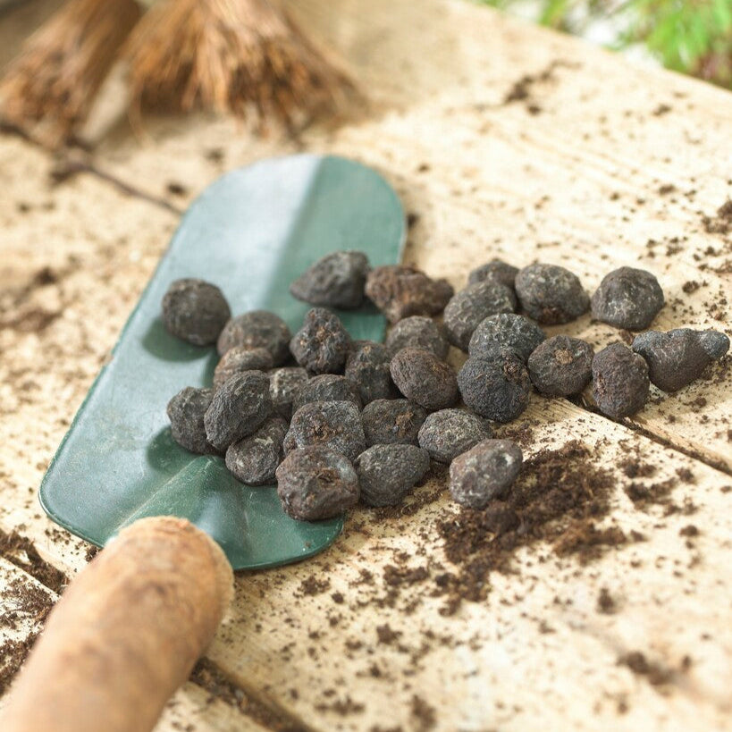 Anemone Blanda Bulbs for Planting