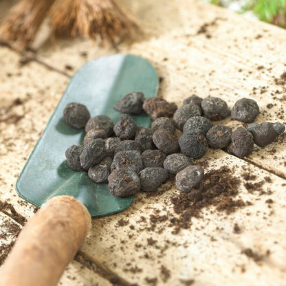 Anemone Blanda Planting Bulbs