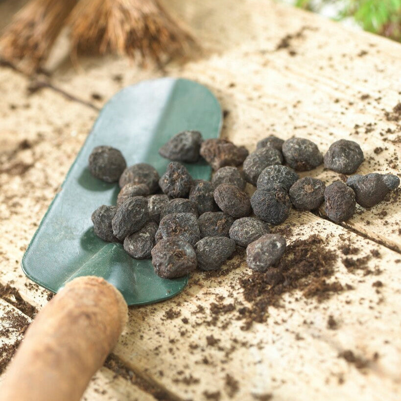 Anemone Blanda Bulbs for Planting