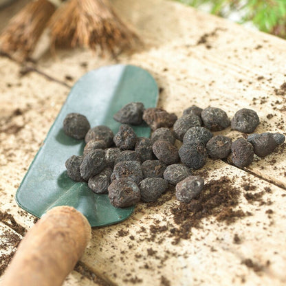 Anemone Blanda Bulbs for Planting