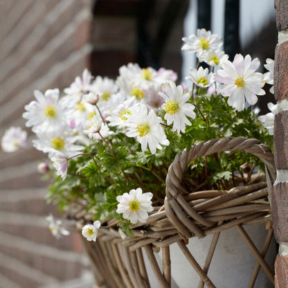 Anemone Blanda White Window Box Flowers