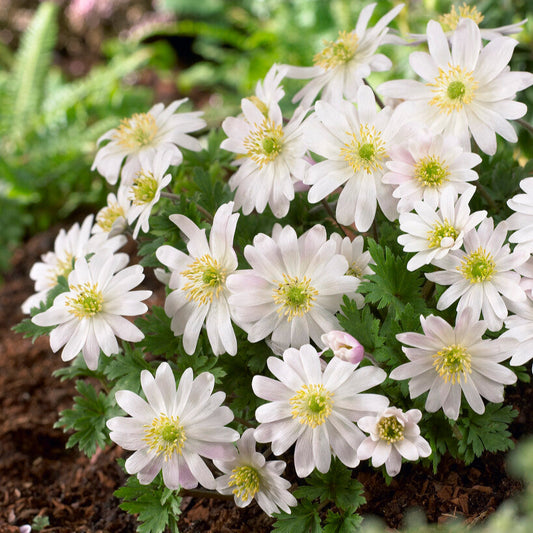 White Blanda Anemone in Garden