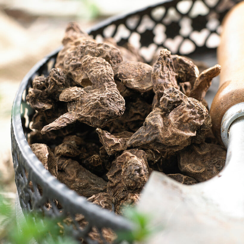 Italian Anemone Bulbs for Planting