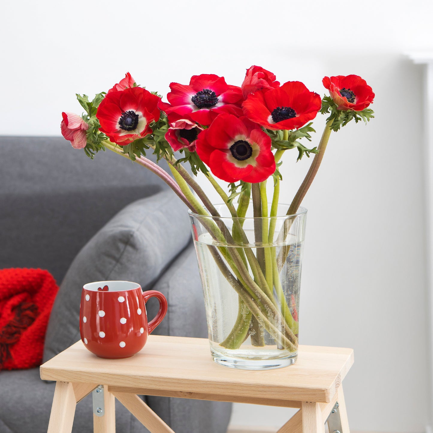 Red Anemone His Excellency in Vase