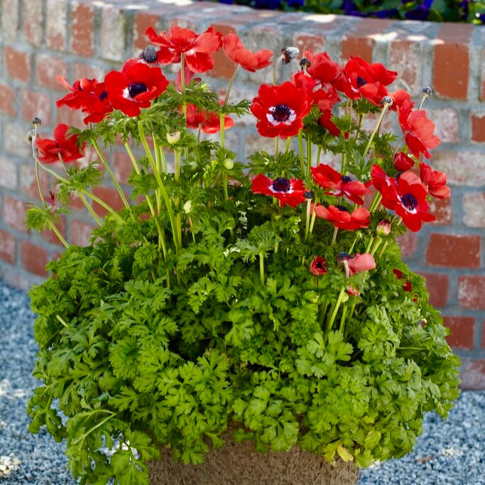 Red Anemone Coronaria in Flower Pot