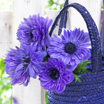 Blue Double Anemone Coronaria Lord Lieutenant in Basket