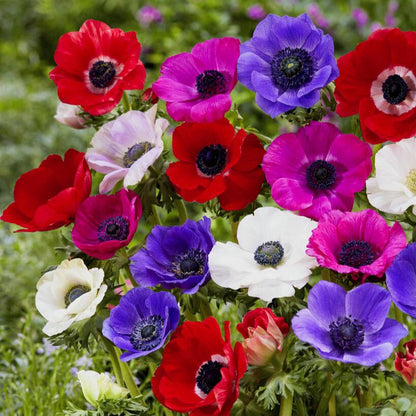 Anemone Monarch de Caen Mix Flowers in Garden
