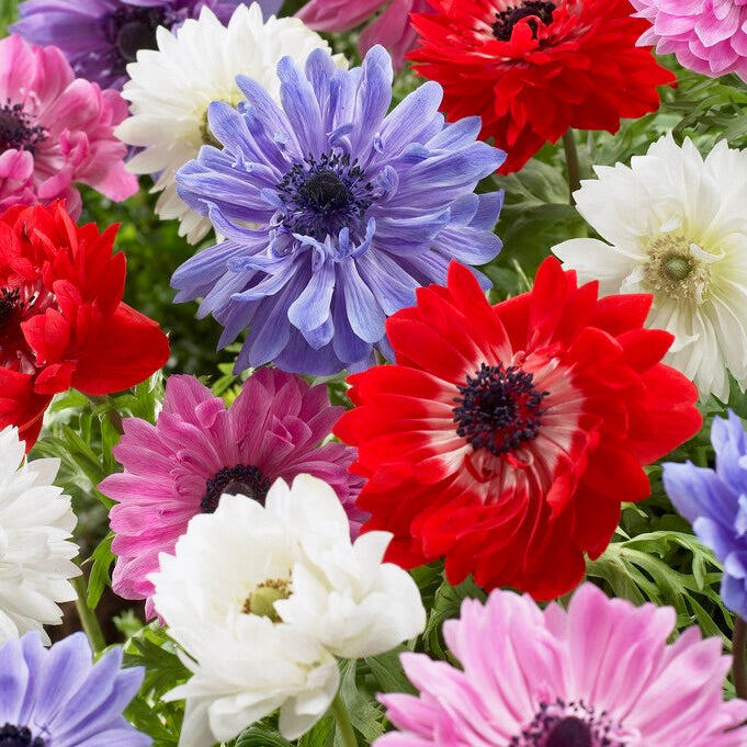 Double Flowering Mixed Color Anemones  in Garden