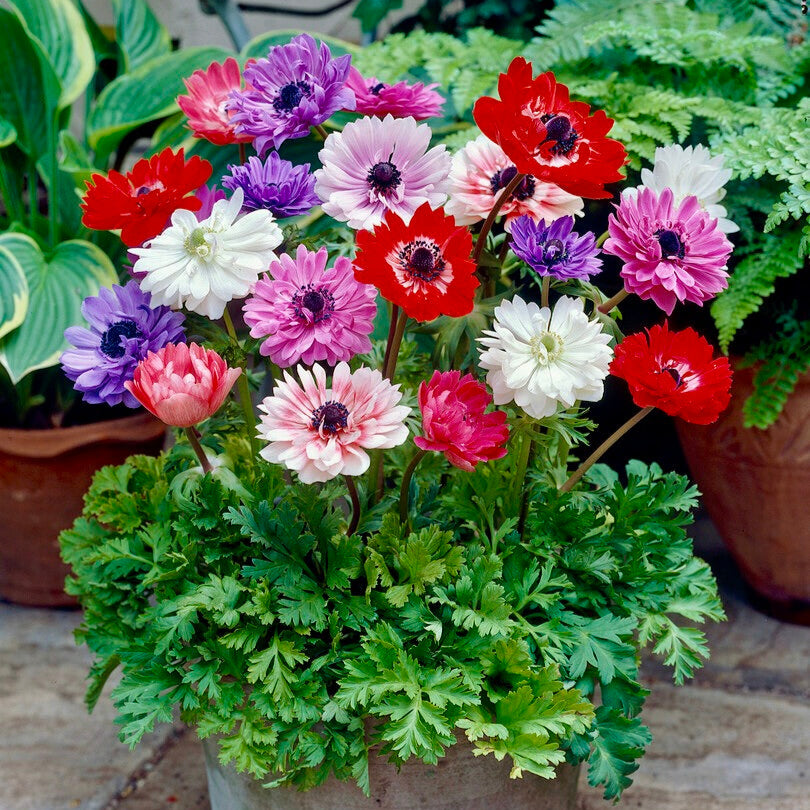 Double Anemones Flowering in Spring Container