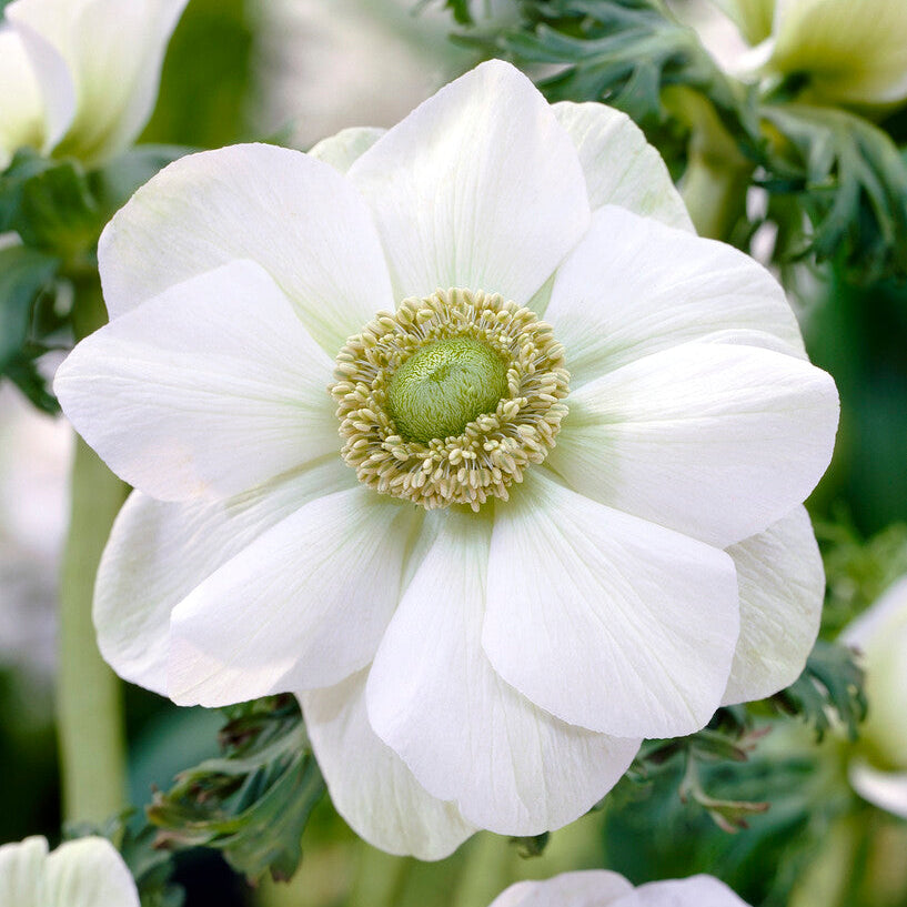 Anemone Coronaria The Bride Flower