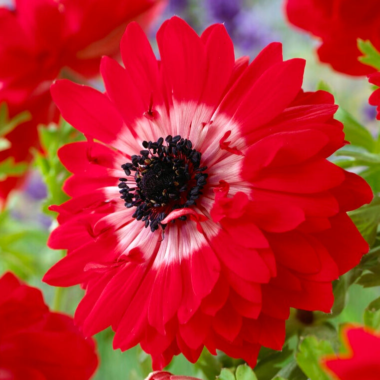 Red Anemone Coronaria The Governor
