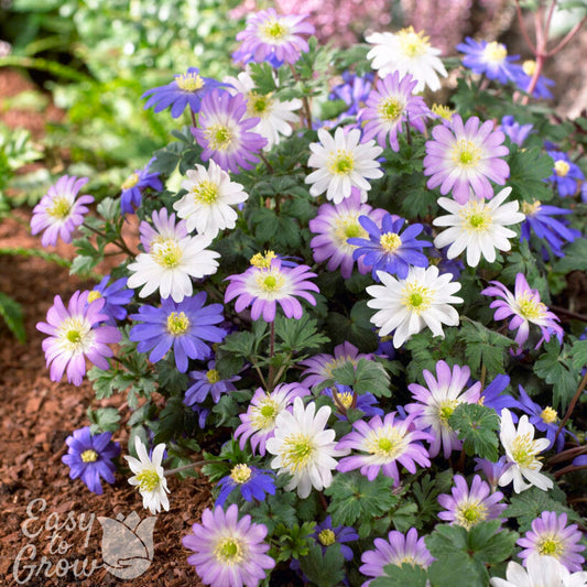 Mix of anemone blanda flowers in blue, pink and white in garden