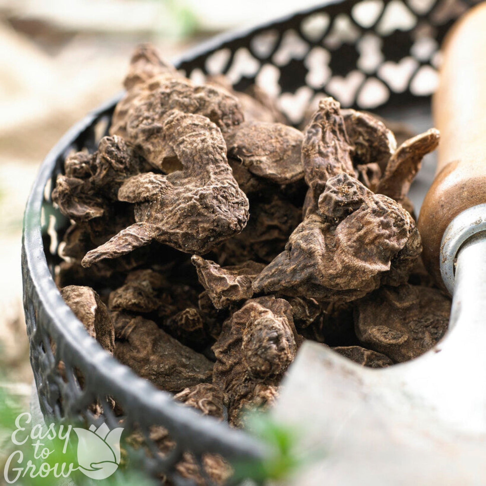 Anemone Coronaria Bulbs for Planting