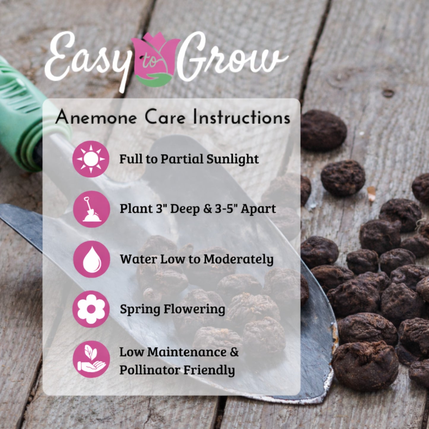 Anemone coronaria bulb planting instructions