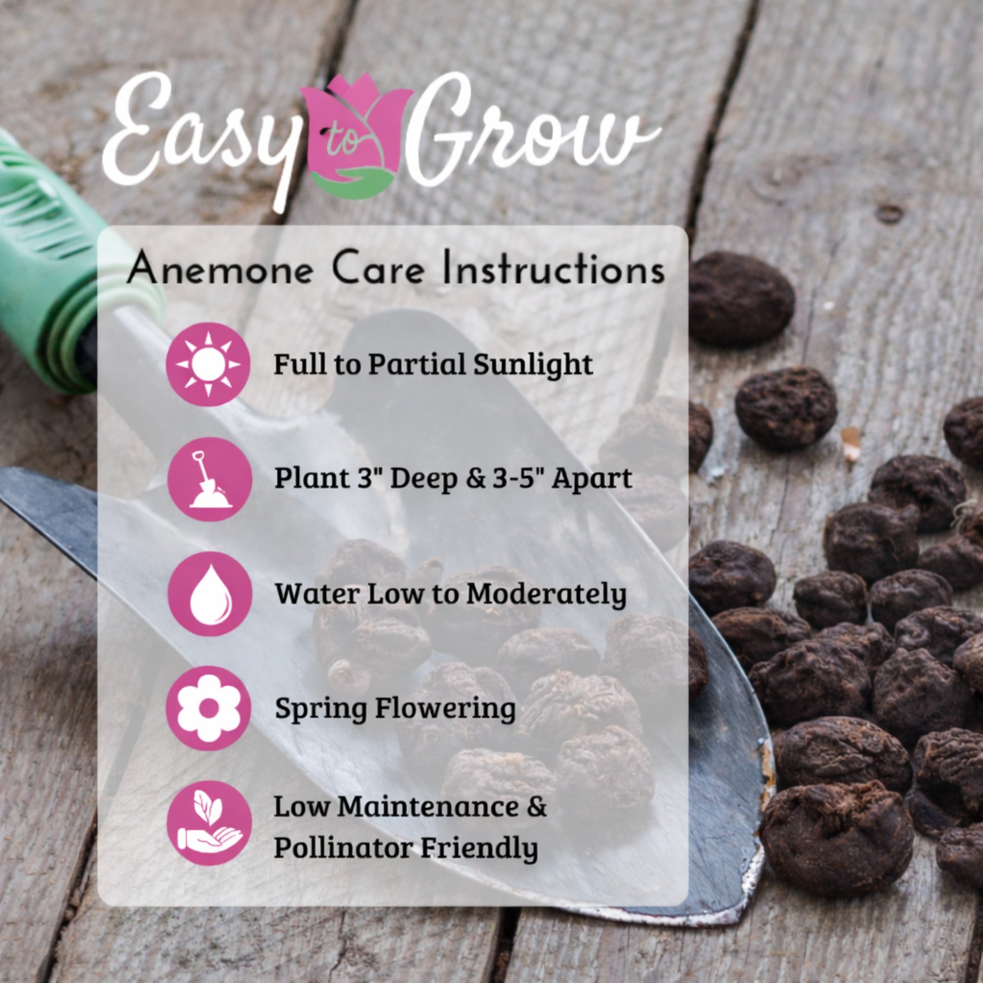 Anemone coronaria bulb planting instructions