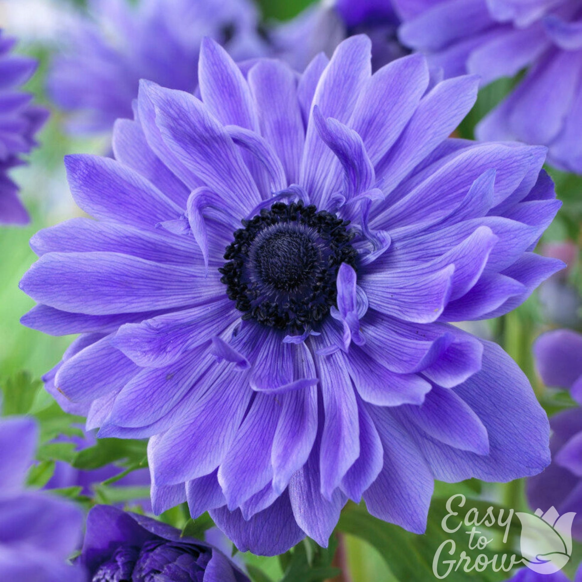Blue Anemone Lord Lieutenant Closeup in Garden