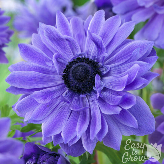 Blue Anemone Lord Lieutenant Closeup in Garden