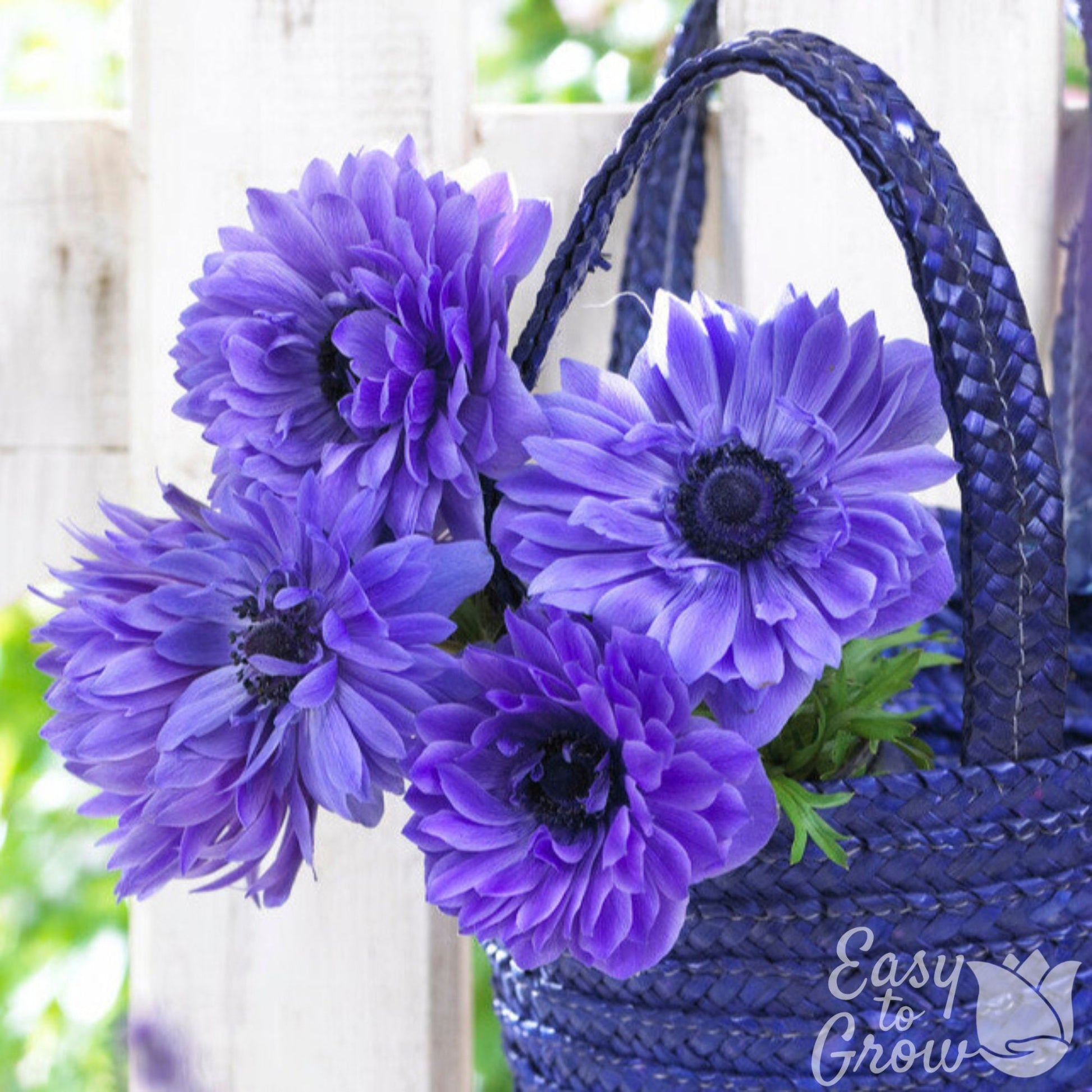 Blue Double Anemone Coronaria Lord Lieutenant in Basket