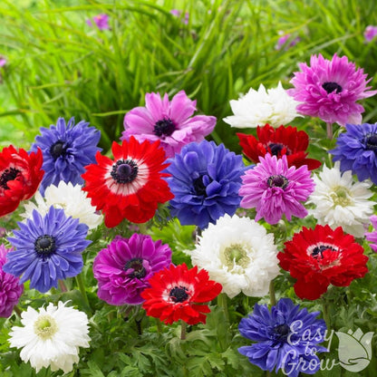 Double Mixed Color Anemone Flowers of St. Brigid Mix