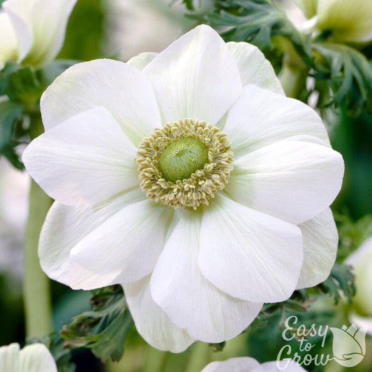 white flower of Anemone The Bride