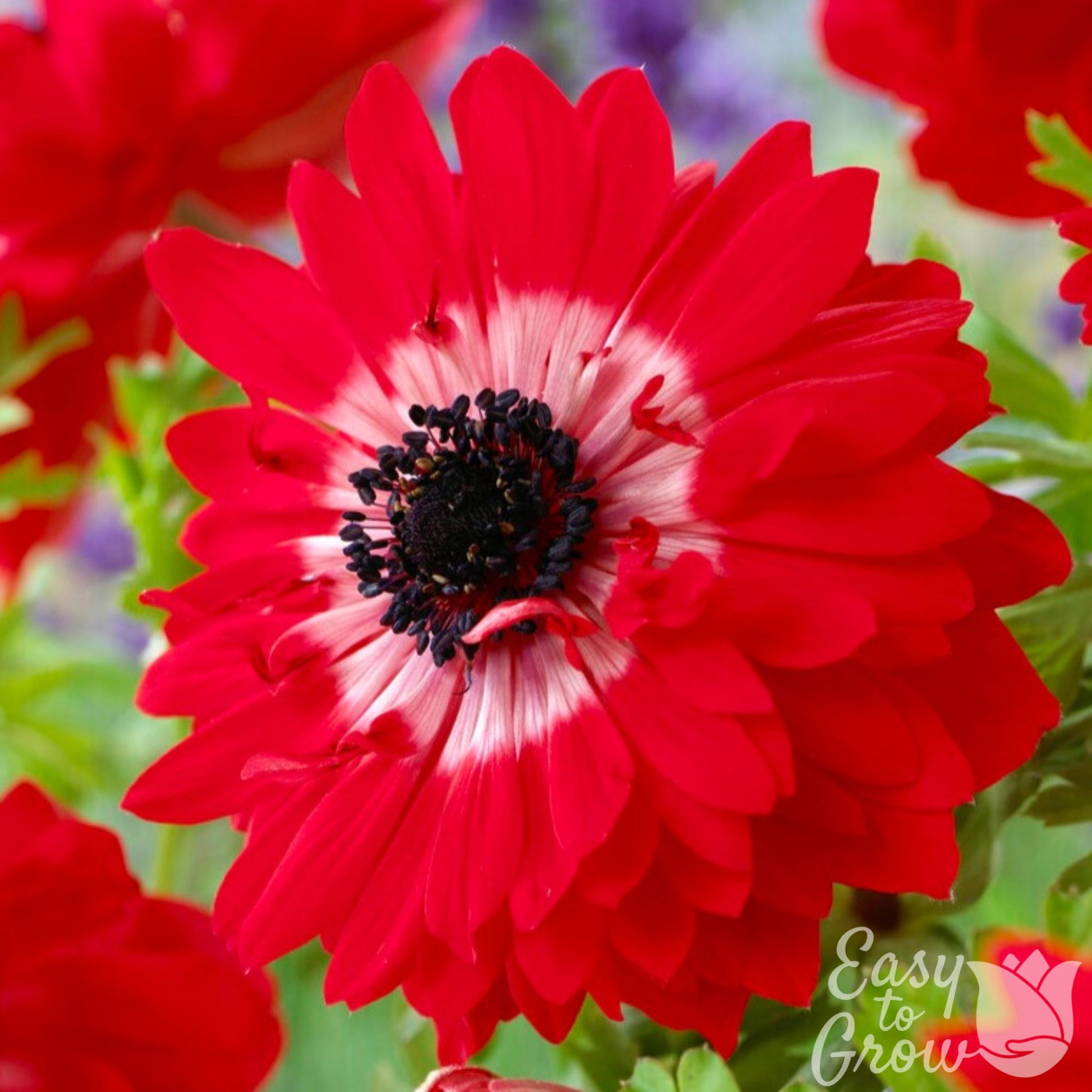 Double red and white flower of Anemone The Governor
