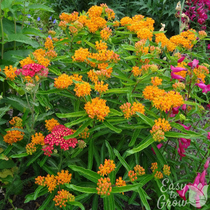 Orange Butterfly Weed blooming in the garden