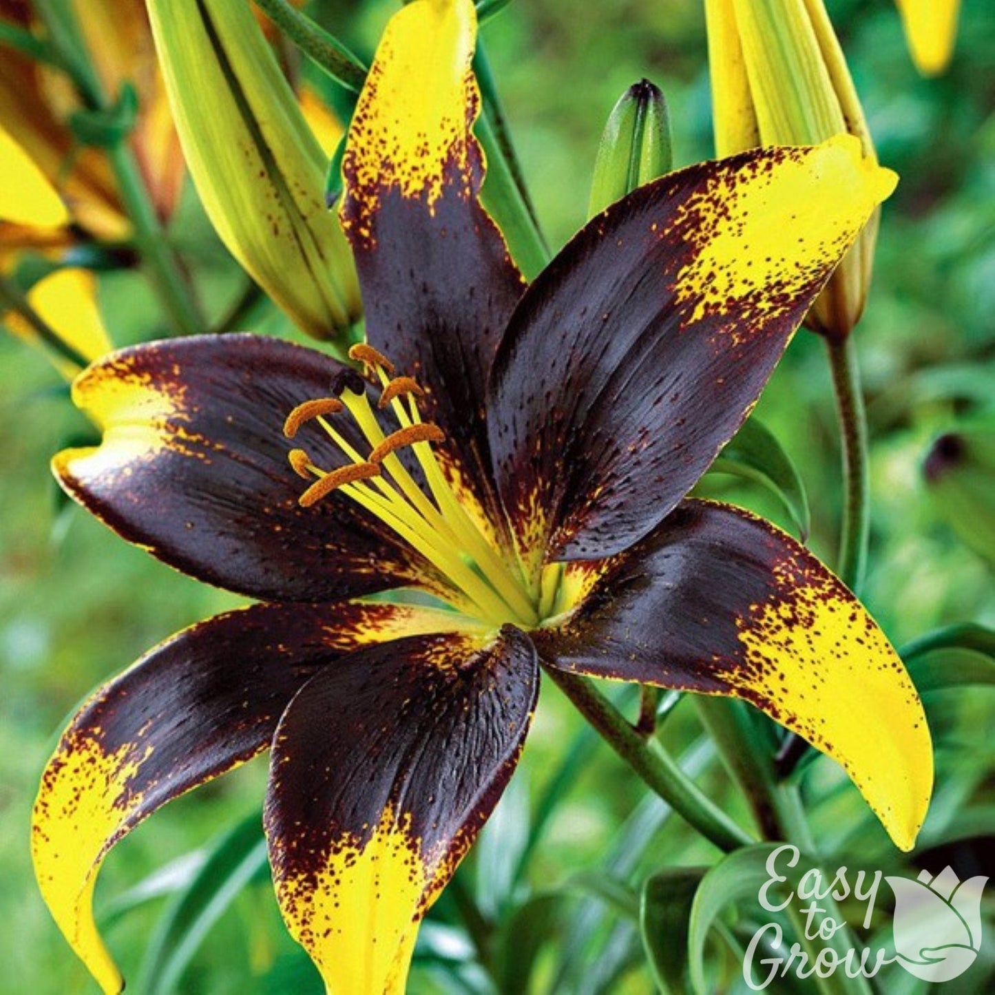 tiny lion asiatic lily Easy to Grow Bulbs Lilium