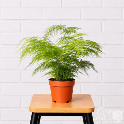 Asparagus Fern houseplant in grower pot on a stool