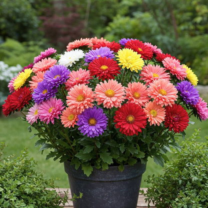 aster pot and patio mix Aster Mix Seed