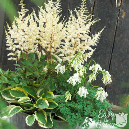 can i plant astilbe in a pot Astilbe, Dicentra & Hosta Bareroots For Sale
