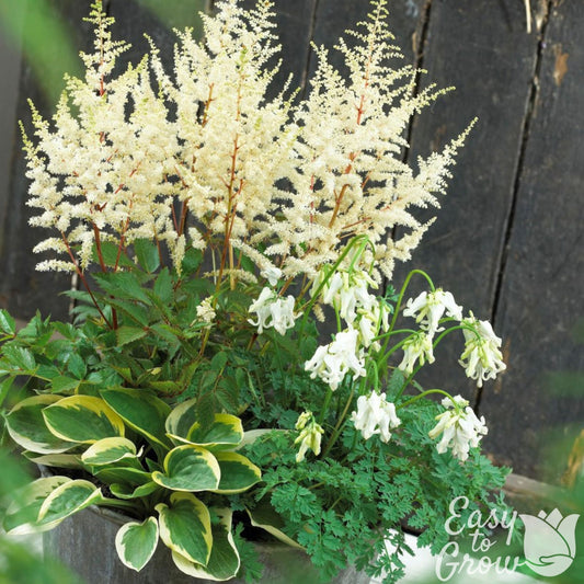 White Astilbe, Dicentra and Hosta growing in a large pot.