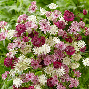 maroon, pink and white astrantia flowers