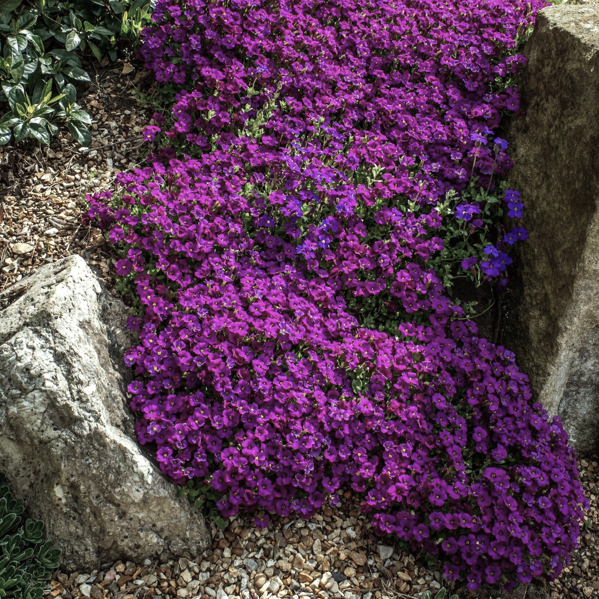 Aubrieta 'Rock on Purple' - Potted Plants 2 Pack – Easy To Grow Bulbs