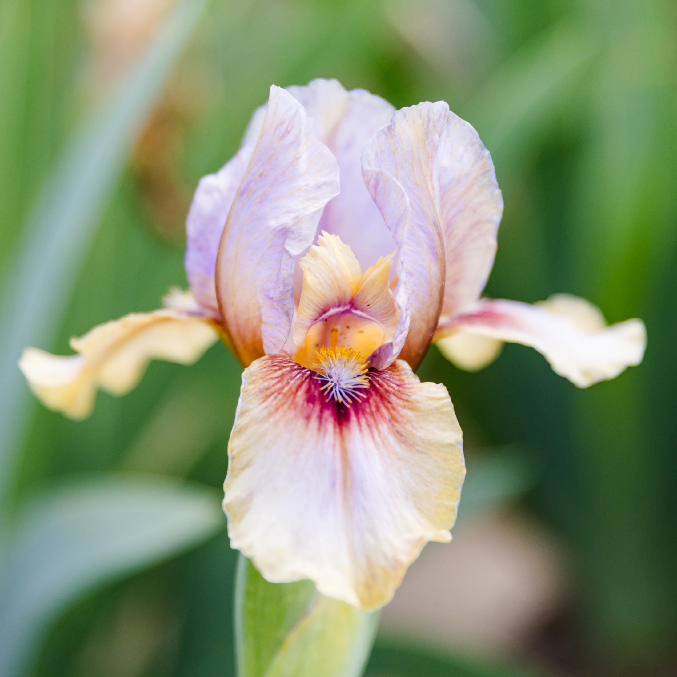 Bearded Iris - Califlora Creative Art (Reblooming)