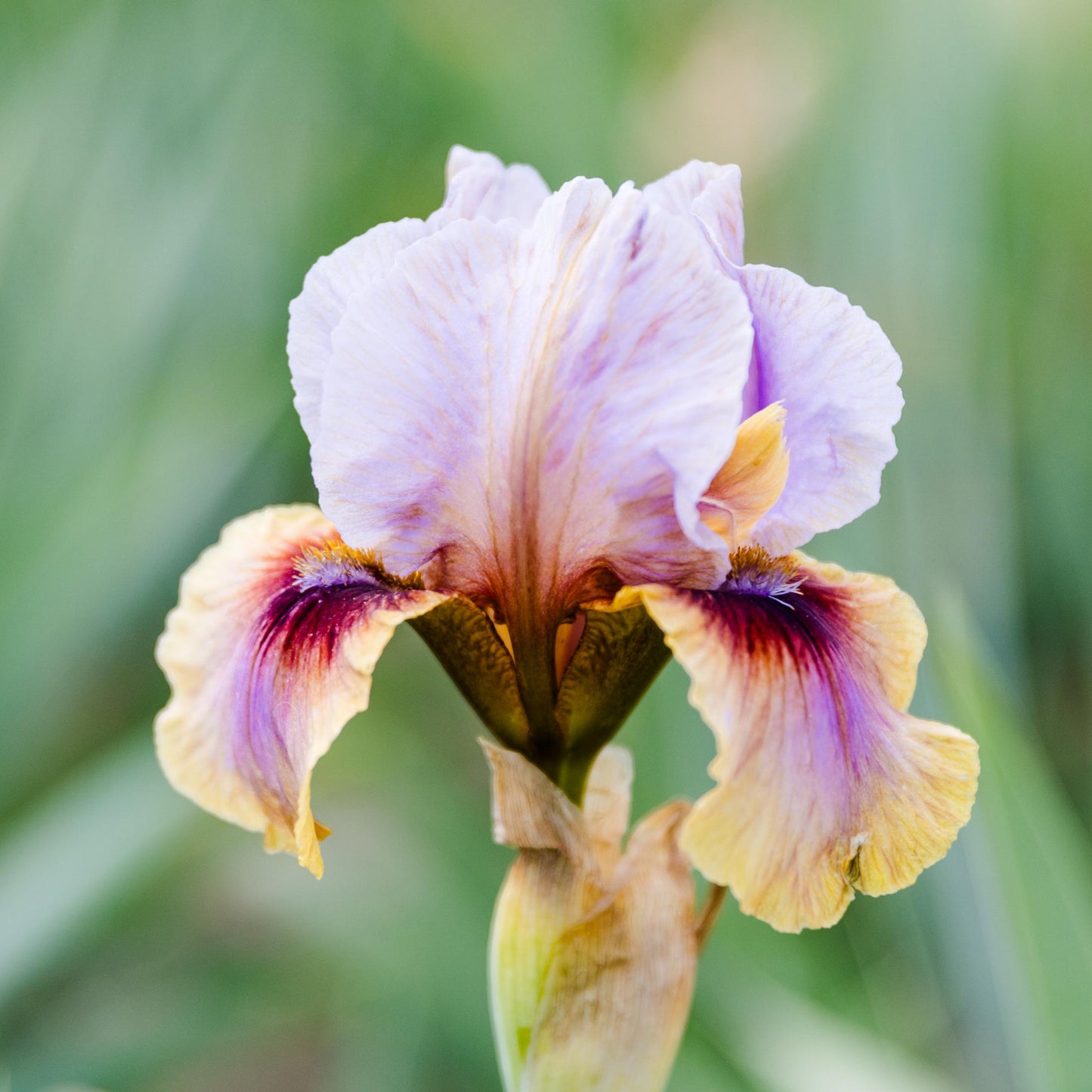 Creative Art bearded iris features lavender standards and multi-color falls