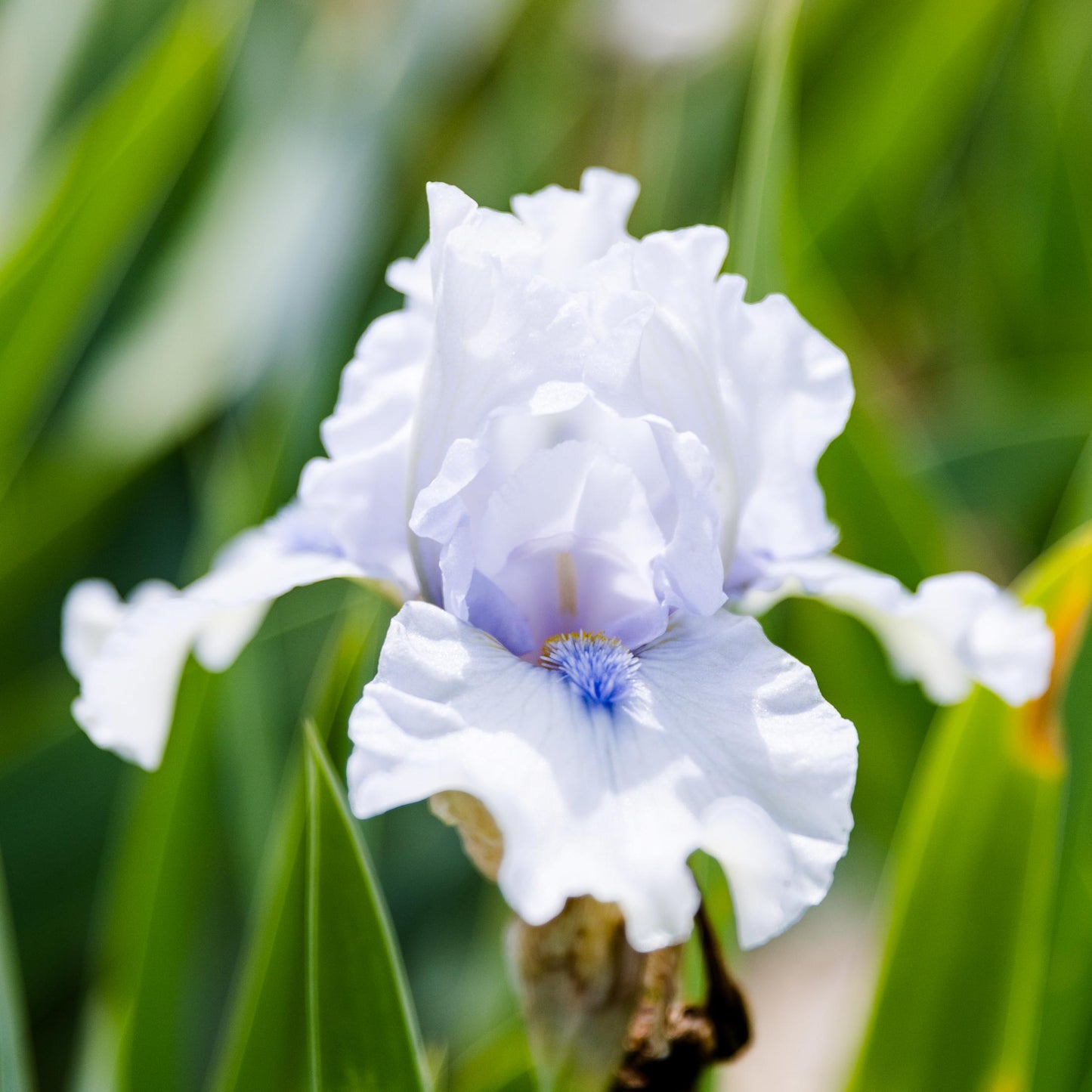 Frosty Spirit flowers fade from light blue to almost white-lavender